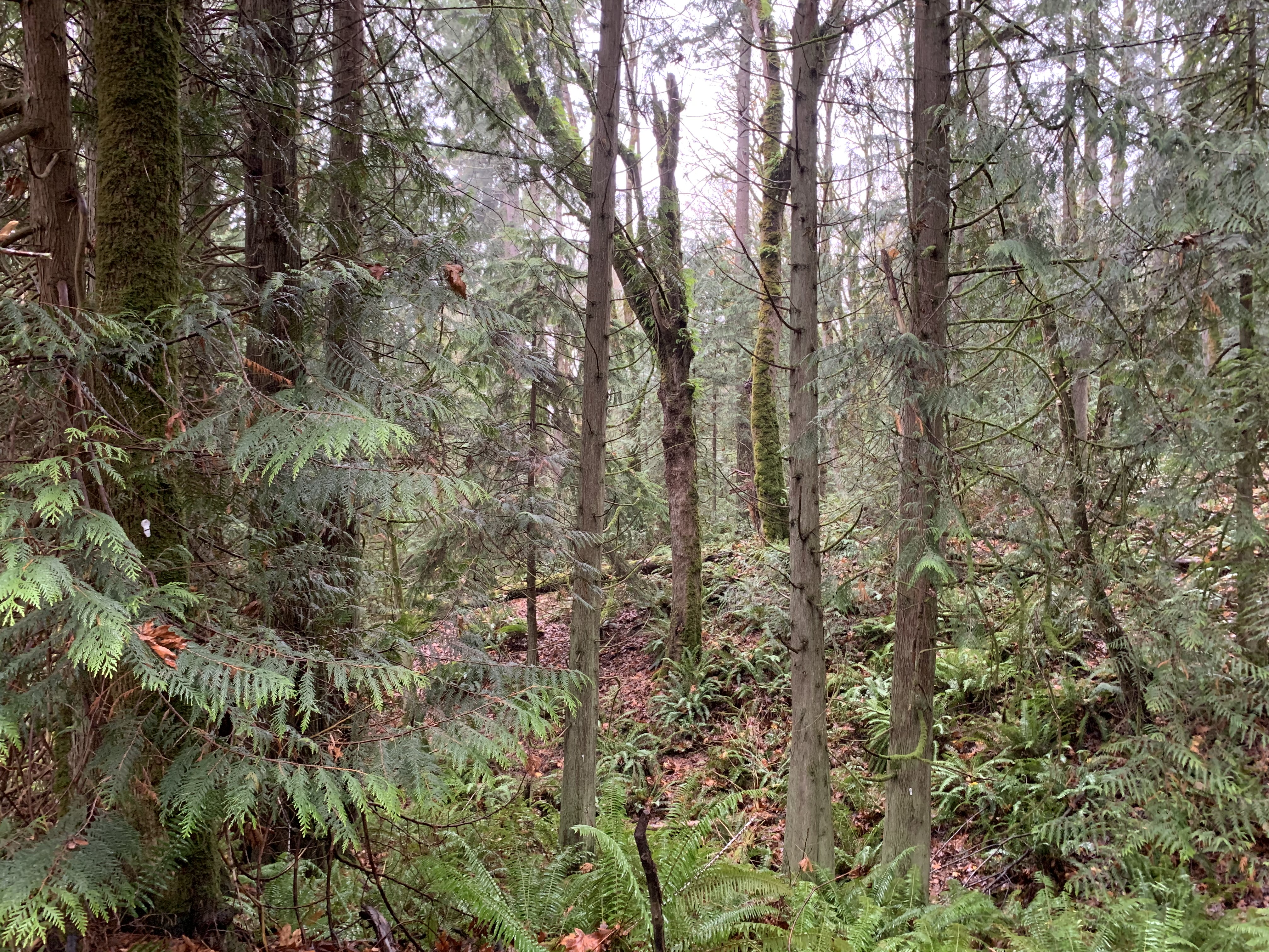 Wooded area of Parker Property in Sammamish with trees, ferns, and leaf-covered ground.